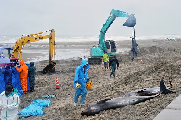 茨城県鉾田市で発生した「イルカの大量死」
