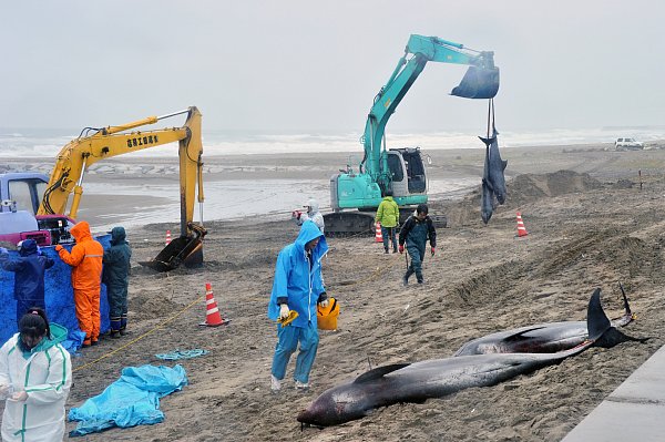 イルカ大量死は大地震の予兆か 事例多く偶然の一致といえず Newsポストセブン