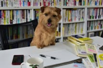 犬が広報部長の会社 打ち合わせに来てもらえるなどの利点も