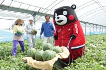 すいか収穫量日本一の熊本県 旬は5月、寒暖差で甘くなる