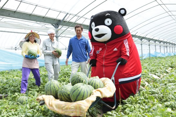 熊本特産のすいかの収穫をくまモンもお手伝い