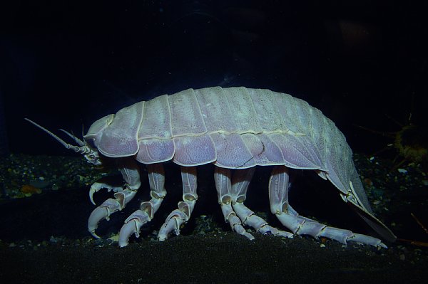体長約45cmにも達する深海生物・ダイオウグソクムシ
