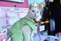 京葉交差点宝くじセンターの招福猫・マコ