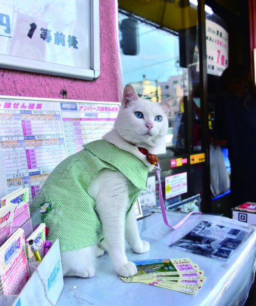 京葉交差点宝くじセンターの招福猫・マコ