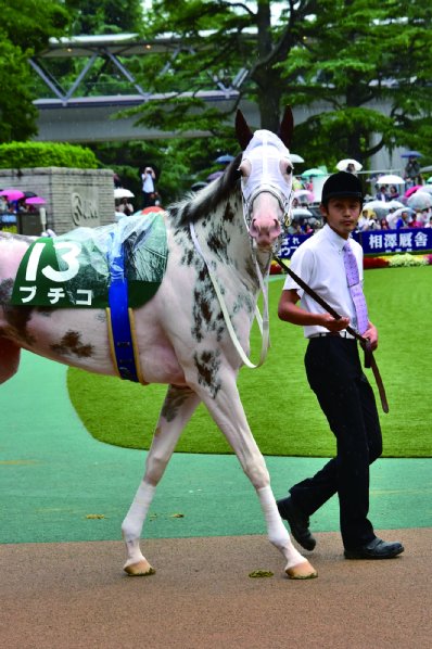 写真 競走馬界アイドルブチコ かわいく見えるリボンを調教師選択 Newsポストセブン