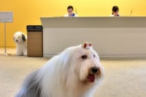 現在4代目が活躍 日本オラクル社員犬は2代目から正社員扱い