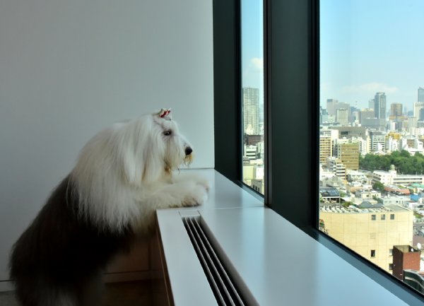日本オラクルの社員犬キャンディ「オフィスから眺める景色は最高！」