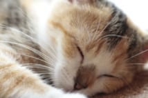 猫がかわいく撮れる5か条 午前中狙い目でフラッシュはオフに