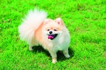 ポメラニアン販売相場　口周りに黒い毛のない単色は高額傾向