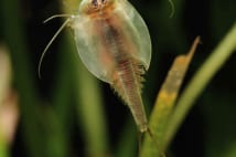 カブトエビ飼育　夏休みの自由研究として未だ人気衰えぬ理由