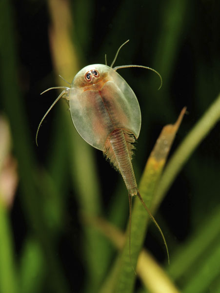 生きた化石「カブトエビ」