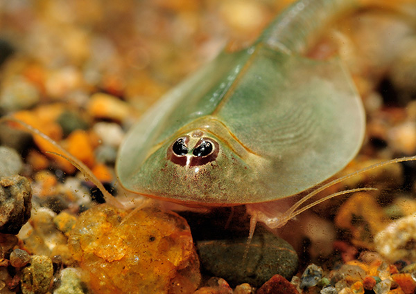 自由研究教材として今も現役のカブトエビ