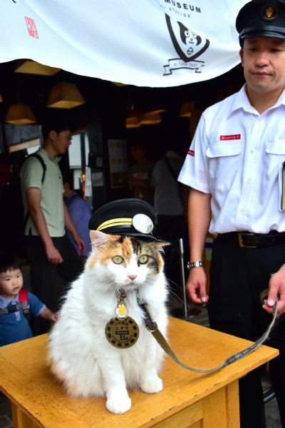 和歌山県・貴志駅の駅長に昇進した「たま2世」