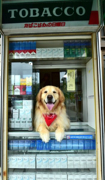 大阪のタバコ店の看板犬アルファ