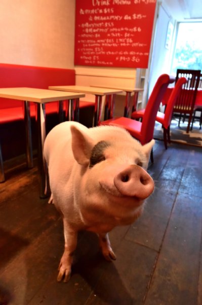 アメカジレストランで話題の看板豚「スリー」
