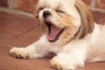 犬がつらいこと 叱ったり叩いたりよりも相手にされないこと