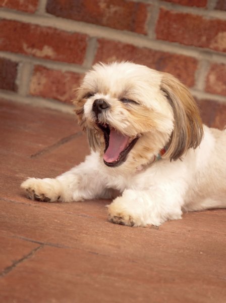 犬がつらいこと 叱ったり叩いたりよりも相手にされないこと Newsポストセブン