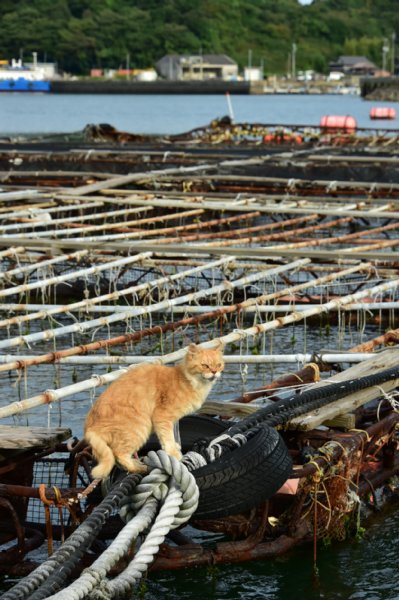 カラスからフグ守る山口県の海上警備猫 人間なら80才近い高齢 Newsポストセブン