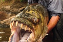 英生物学者が捕らえたクロコダイル襲う巨大怪物魚は45kgある