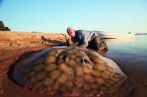 200kgのアカエイや100km/hで泳ぐカジキ、82kgナマズの写真