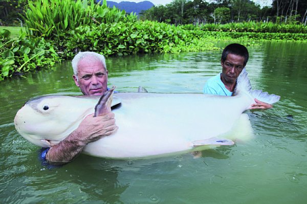 ジェレミー氏が捕獲したメコンオオナマズ