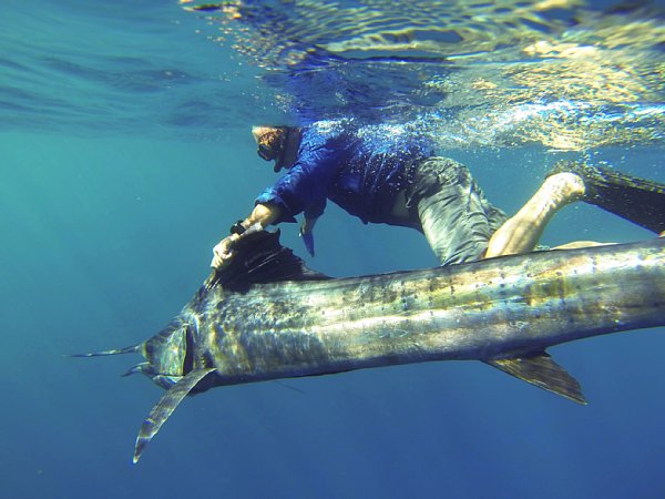 ジェレミー氏が捕獲したバショウカジキ