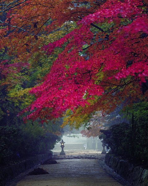 蛇腹道の長い紅葉のトンネルをくぐり抜けると、高野山の中心・壇上伽藍にたどり着く