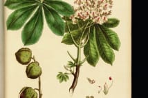 18世紀英国で制作された豪華植物図鑑　古書店で1300万円の値