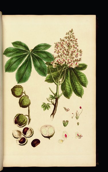 古書店で1300万円の値がつく18世紀英国の豪華植物図鑑