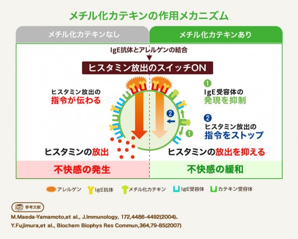 メチル化カテキンがヒスタミンの放出を抑制し、目や鼻の不快感を緩和する