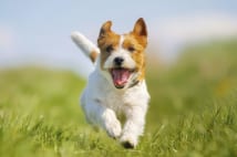 犬猫の健診 7才未満は年1回、7才以上なら半年に1回目安