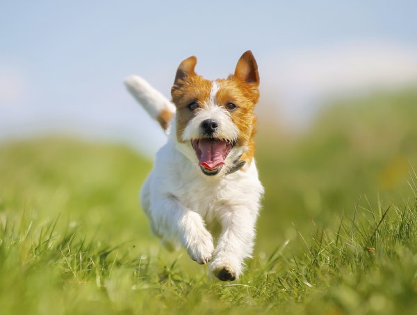 人間のお菓子は犬には糖分が多すぎ