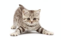 猫と犬を飼うエッセイスト 一緒に飼う際に気をつける点語る