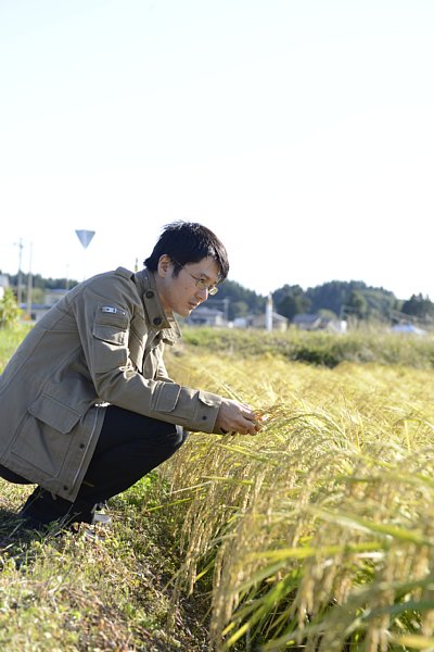 酒米の出来をチェックするために定期的に契約農家の水田に足を運ぶ佐藤祐輔氏