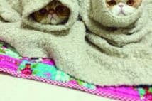 インスタグラムで開催の「そでねこ総選挙」 1位のねこは?