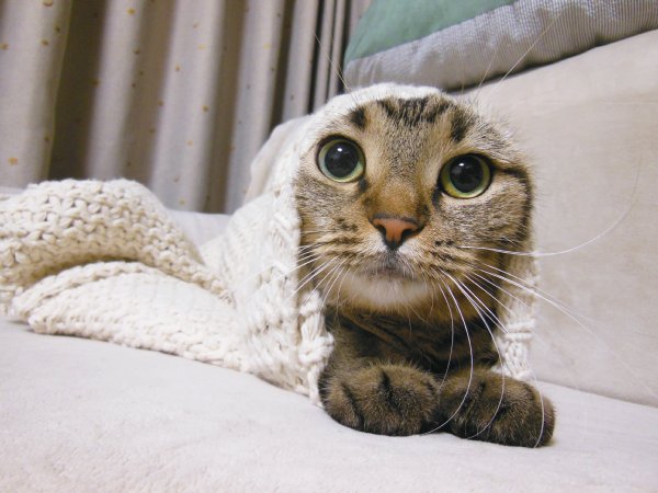 飼い主の洋服に入り込む猫 そでねこ が人気 写真集も発売 Newsポストセブン