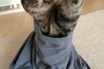 話題沸騰の「そでねこ」 実は幸運を引き寄せる「招き猫」説