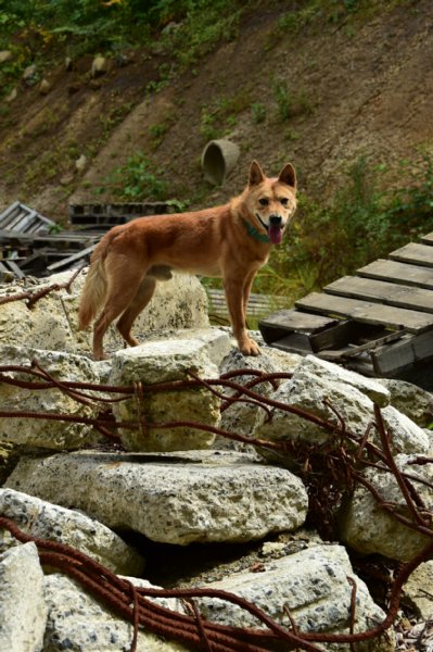 国際的な活躍もある災害救助犬の夢之丞