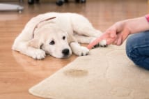 家に来た猫と犬 初めは叱らず、とにかくほめる