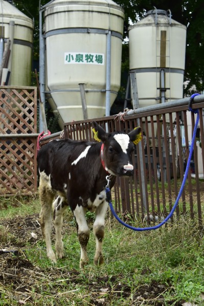 東京練馬区の牧場で乳牛見習いのモモ