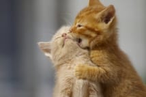 犬343種、猫40種 それぞれ運動能力や性格は異なる