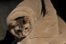 メディアに続々登場 猫カフェでも会える人気の「そでねこ」