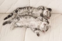 猫が体を舐める仕草 体をキレイにする他に精神安定の意味も