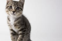 猫も加齢とともに病気に 腎疾患や泌尿器系の病気などが多い