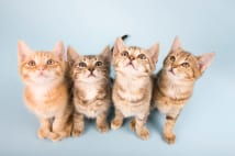 耳でわかる猫の気持ち 片耳ピクッは「構われたくない」