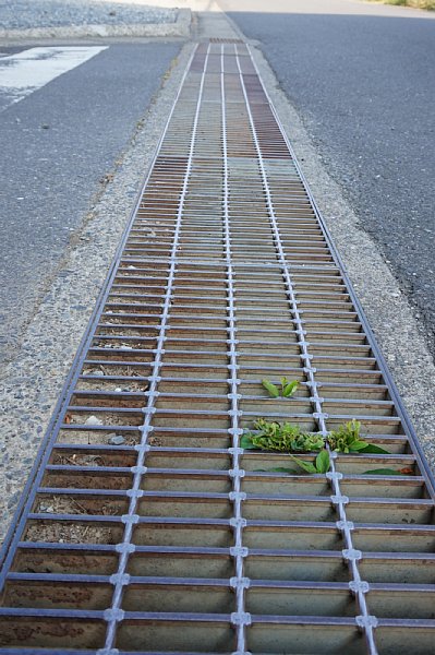 車道の脇にある排水口の蓋