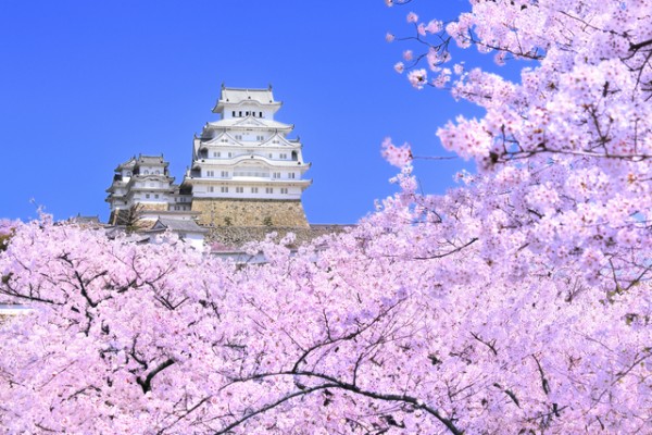 姫路城の桜の見頃は3月下旬～4月上旬　(c)JP/amanaimages