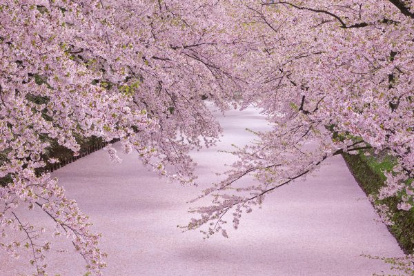 青森県・弘前公園の「桜の絨毯」（Ph:アフロ）