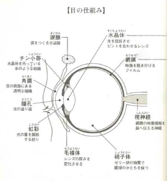 よくカメラにたとえられる人の目の仕組み。図版は『白内障のひみつ』（朝日出版社）より