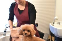 小顔サロンの受付兼セラピー犬 同僚セラピストに恋